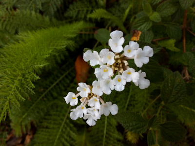 [One cluster of tiny white flowers faces the camera showing several center buds still fully closed. The centers of these flowers are yellow. A second cluster faces mostly downward, but some yellow center dots are visible.]
